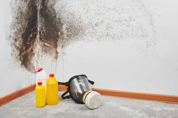 Best Fast Mold Removal  in Palmer Lake, CO