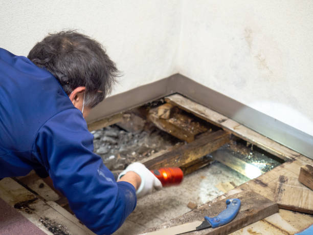 Best Crawl Space Mold Removal  in Palmer Lake, CO