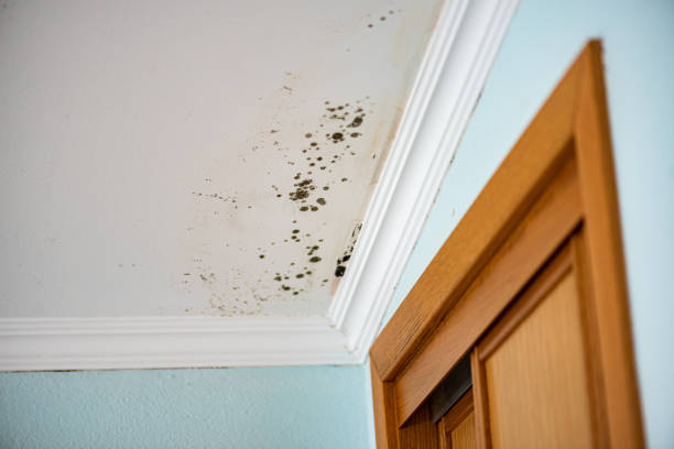 Best Attic Mold Removal  in Palmer Lake, CO