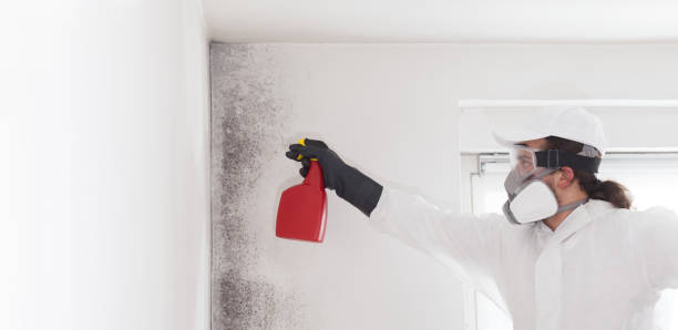 Best Professional Mold Removal  in Palmer Lake, CO
