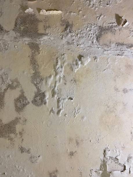 Best Local Mold Removal Service  in Palmer Lake, CO