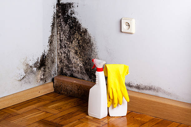 Best Black Mold Removal  in Palmer Lake, CO